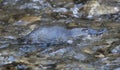 Platypus swimming in Mole creek