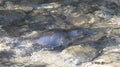 Platypus swimming in a remote creek