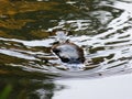 Platypus swimming in river