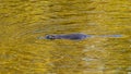Platypus swimming on river surface close up