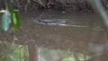 Platypus swimming in the river in Yungaburra, Australia