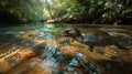Platypus swimming in stream, photorealistic view with duck bill and webbed feet, rim light