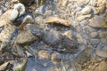 Platypus swimming in a creek