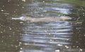Platypus swimming in a Tasmanian river.