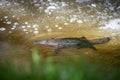 Platypus swimming in a Tasmanian river