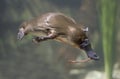 Platypus