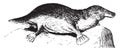 Platypus, vintage illustration Royalty Free Stock Photo
