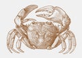 Platythelphusa armata male, freshwater crab endemic to lake tanganyika