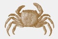 Platythelphusa conculcata, freshwater crab endemic to lake tanganyika