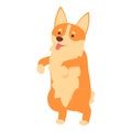 Play corgi icon cartoon vector. Cute dog