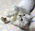 Play cut with paw, short hair white and black Royalty Free Stock Photo