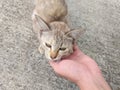 Play with a Cute tabby cat on cement floor Royalty Free Stock Photo