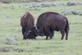 Play fighting bull buffalos Royalty Free Stock Photo