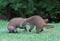 Play Fighting Coatis Royalty Free Stock Photo