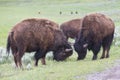 Play fighting of two male bull buffalos Royalty Free Stock Photo