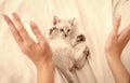 Play with kitty. Care and love. Vet shop. Small cute kitten relax. Baby cat. Cute white kitten. Tender and lovely. White