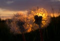 Play of light in the dandelion