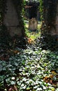 Play of light in jewish cemetery