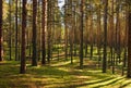 Play of light and shades in pine to a pine forest.