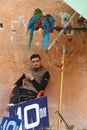 Play with a parrot in Chefchaouen, Morocco. Royalty Free Stock Photo