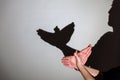 Play shadow projected against a white background. pigeon Royalty Free Stock Photo