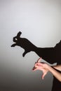 Play shadow projected against a white background. a rabbit