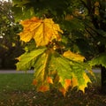 Yellow and greenish maple leaves in the shade of the tree crown glow from within Royalty Free Stock Photo