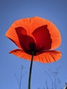 Light and shadow play of a poppy under a blue sky