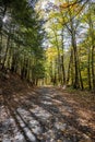 Play of shadows and sunlight in a picturesque alley with fallen leaves in the autumn forest Royalty Free Stock Photo