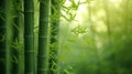 A play of subtle greens and soft bamboo textures convey the serenity of a bamboo forest rustling in the breeze