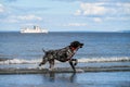 Play time, happy black dog with white spots running out of the surf after fetching a big stick, Puget Sound Royalty Free Stock Photo