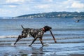 Play time, happy black dog with white spots running out of the surf after fetching a big stick, Puget Sound Royalty Free Stock Photo