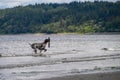 Play time, happy black dog with white spots running out of the surf after fetching a big stick, Puget Sound Royalty Free Stock Photo