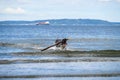 Play time, happy black dog with white spots running out of the surf after fetching a big stick, Puget Sound Royalty Free Stock Photo