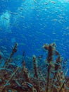 Artificial reef at underwater sculpture park in Lanzarote, Canary Islands Royalty Free Stock Photo