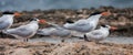 Playa Canoa terns Royalty Free Stock Photo