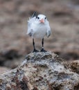 Playa Canoa terns Royalty Free Stock Photo