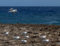 Playa Canoa waves and birds Royalty Free Stock Photo