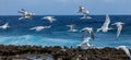 Playa Canoa waves and birds Royalty Free Stock Photo