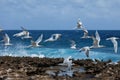 Playa Canoa waves and birds Royalty Free Stock Photo