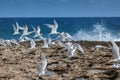 Playa Canoa waves and birds Royalty Free Stock Photo