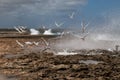 Playa Canoa waves and birds Royalty Free Stock Photo