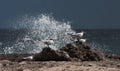 Playa Canoa waves and birds Royalty Free Stock Photo