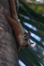 Playa Conchal squirrel in Costa Rica Royalty Free Stock Photo