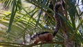 Playa Conchal squirrel in Costa Rica Royalty Free Stock Photo