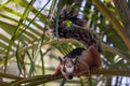 Playa Conchal squirrel in Costa Rica Royalty Free Stock Photo