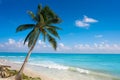 Playa del Carmen beach palm trees Mexico Royalty Free Stock Photo