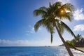 Playa del Carmen beach palm trees Mexico Royalty Free Stock Photo