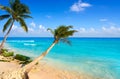 Playa del Carmen beach palm trees Mexico Royalty Free Stock Photo