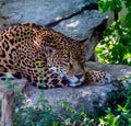 Jaguar Taking Shade From Hot Tropical Sun in Mexico